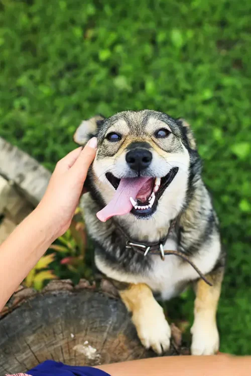 Small happy dog jumping on a person