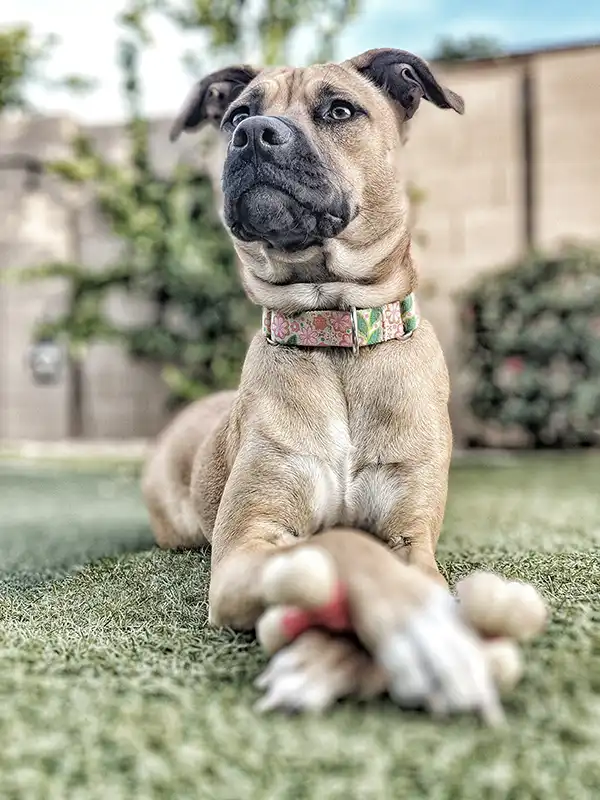 Light tan dog laying down on grass outside