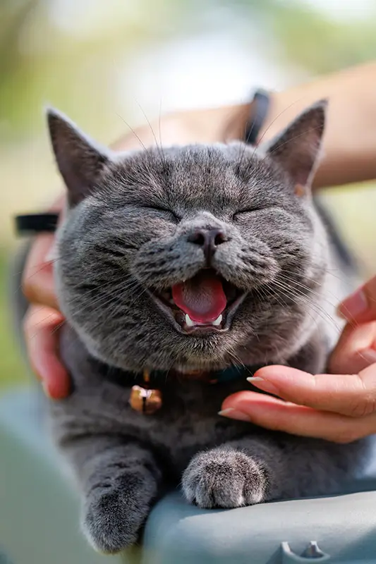 Gray cat smiling