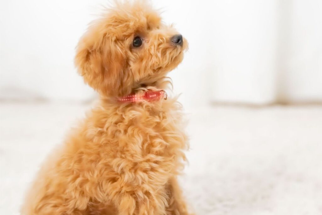 Adorable fluffy puppy looking up Adorable fluffy puppy looking up