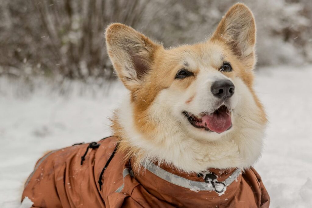 Corgi dog in snow coat Corgi dog in snow coat