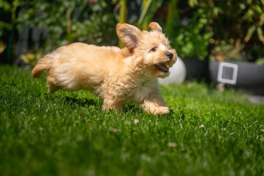 Fluffy puppy running in grass Fluffy puppy running in grass