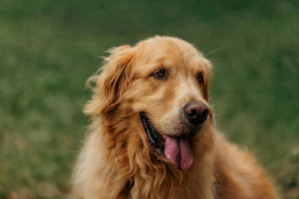 Golden Retriever dog, close-up Golden Retriever dog, close-up