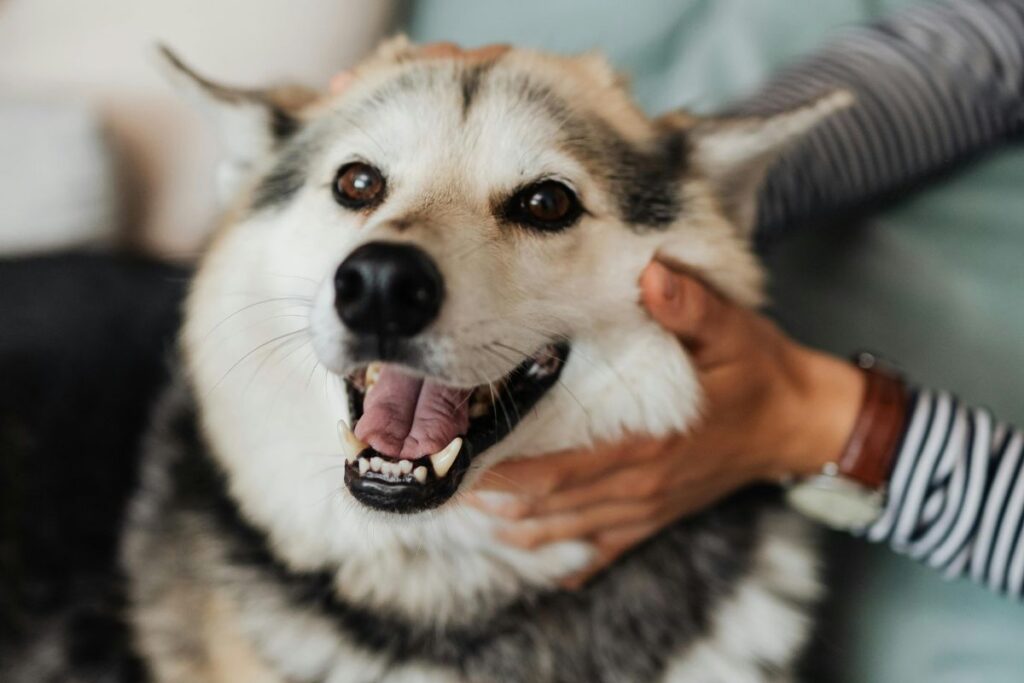 Happy dog getting pet Happy dog getting pet