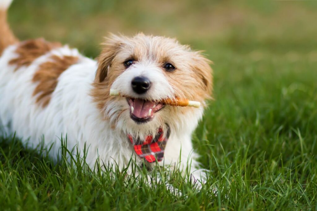 Happy dog with chew toy Happy dog with chew toy