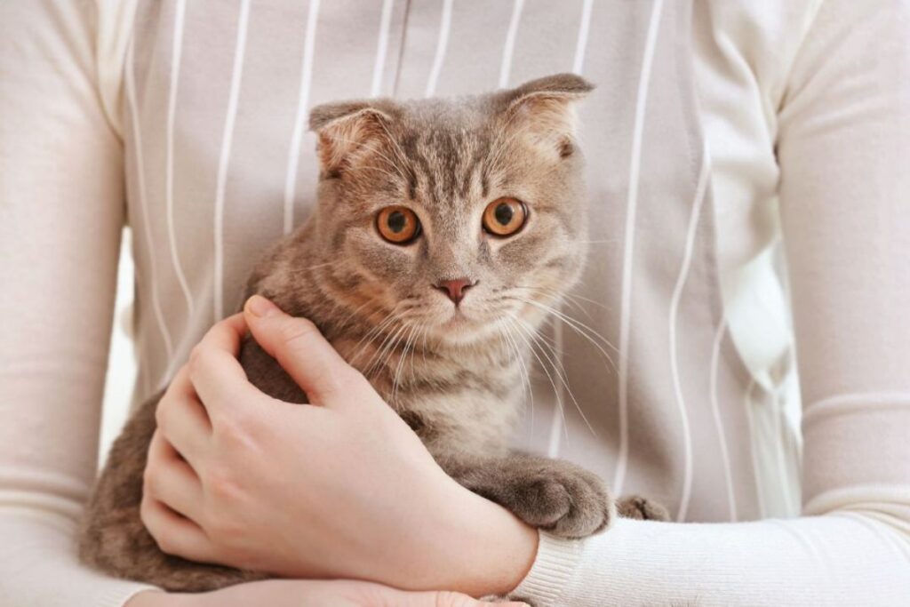 Person holding surprised cat Person holding surprised cat