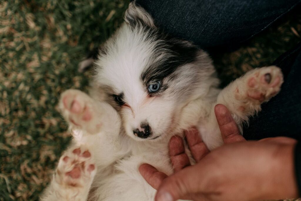 Puppy with blue eyes Puppy with blue eyes