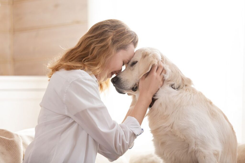 Woman connecting with golden retriever. Woman connecting with golden retriever.