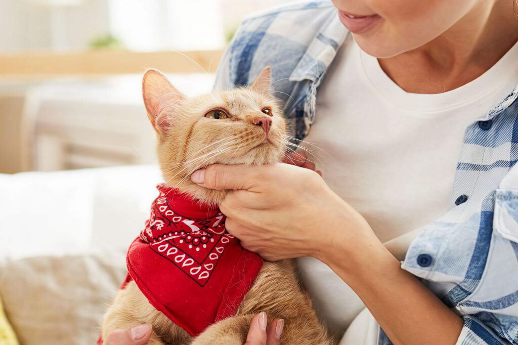 Woman petting orange cat