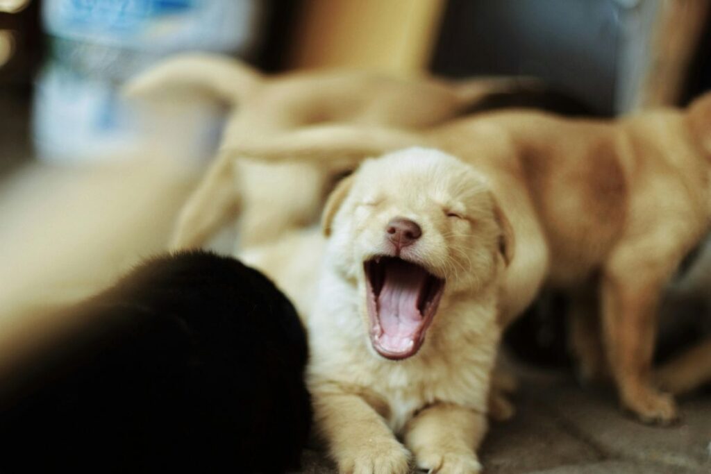 Yawning cream puppy close-up Yawning cream puppy close-up
